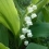 Le 1er mai, volez du muguet