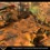 Wasteland 2 présente Woufi, chien sinistre