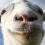 (Test) Goat Simulator (PC)