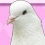 Hatoful Boyfriend : le jeu de drague de pigeons débarque en France