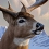 Deer Hunter: Reloaded, un bon animal est un animal mort