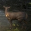 Natural Instincts : Entre jeu et documentaire interactif sur les animaux