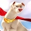 DC Super Chien : les aventures de Krypto et Ace, un jeu pour les enfants