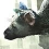 The Last Guardian (PS4)