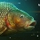 [PS4] The Catch : Carp & Coarse (PC, PS4, Xbox One)