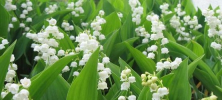 Le 1er mai, volez du muguet