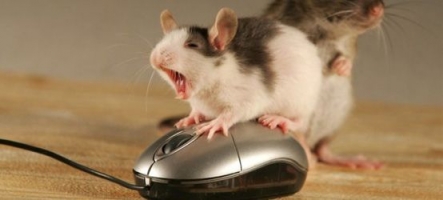 Sondage : Quelle est la marque de votre souris ?